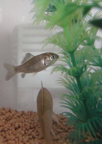 フナの飼育について質問です 水温はどのくらいが最適なのでしょ Yahoo 知恵袋