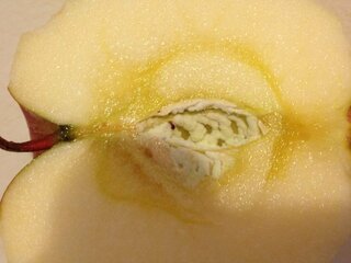 コンプリート りんご 白いカビ りんご 種 白いカビ