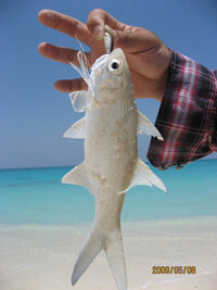 大麻の匂いについて 飲食業のバイトでドライブスルーの受け渡 Yahoo 知恵袋