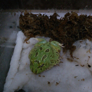 クランウェルツノガエルを9月か 飼育していますが全然大きくならず今はぐたっ Yahoo 知恵袋