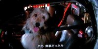 映画 Backtothefuture に出て来たアインシュタイン Yahoo 知恵袋