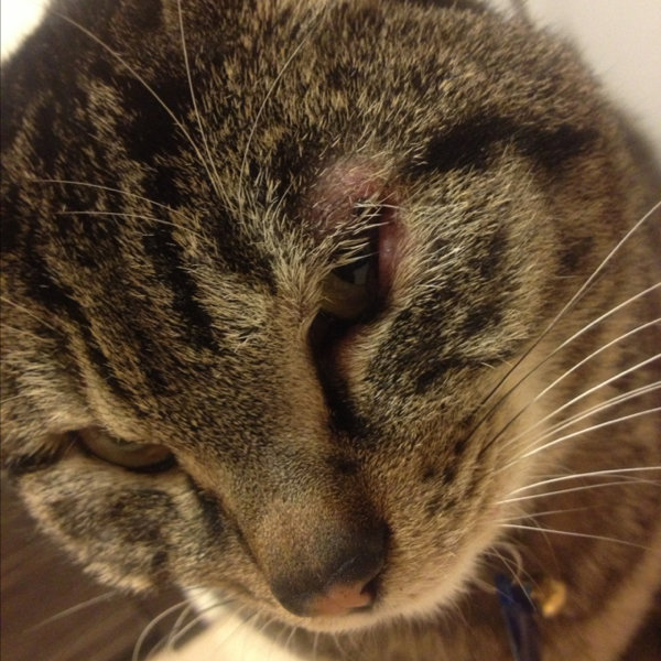 うちの猫が眼瞼炎になってしまったのですが、病院に連れて行って点眼 