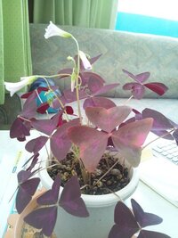 植物の名前を教えてください 紫色の葉 うすピンクのかわいい花が咲きます ど Yahoo 知恵袋