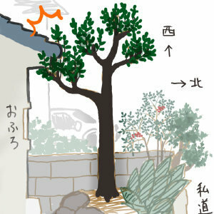 庭のクロガネモチを小さくしたい 実家の庭木なのですが 画像 雑な絵です Yahoo 知恵袋