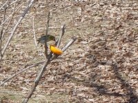 野生のメジロには 何を与えれば良いですか 1週間ほど前からメジ Yahoo 知恵袋