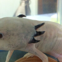 ウーパールーパーのエラの状態が悪いです ちょっと前にこちらから見て左側のエ Yahoo 知恵袋