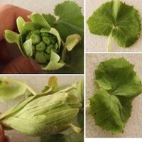 この画像の植物は ふきのとう でしょうか フキノトウはしばしばハシ Yahoo 知恵袋