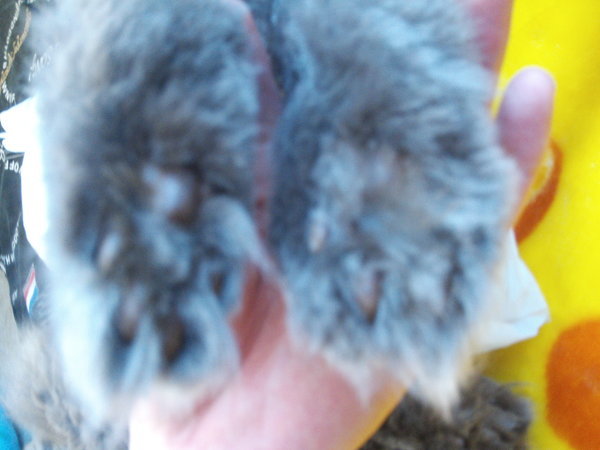 助けて下さい！猫の皮下輸液に失敗しました。後ろ左足がビチョビチョ 