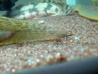 ポリプテルスは水温何度くらいがいいですか 熱帯魚 古代魚 水槽 水質 稚魚 Yahoo 知恵袋