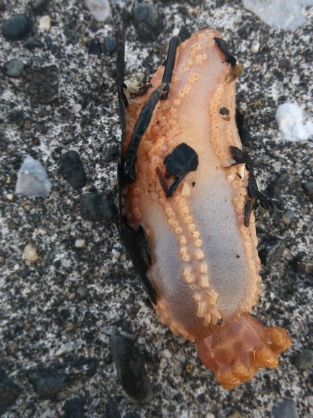 東京湾(千葉の内房)でこの写真の物体が釣れましたが、何という貝 