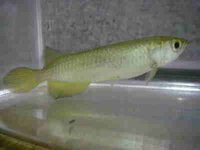 ノーザンバラムンディの色 ノーザンバラムンディは飼育環境や与える餌に Yahoo 知恵袋