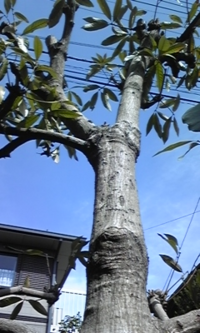 木の名前をお教え下さい 葉の写真で庭木の種類が分かるでしょうか引っ越 Yahoo 知恵袋