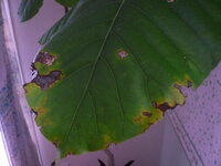 ウンベラータの葉に穴が開きその部分が茶黄色に変色しています どなたかご教 Yahoo 知恵袋