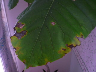 ウンベラータの葉が 写真の様になっているものが数枚あります カーテン越しの Yahoo 知恵袋