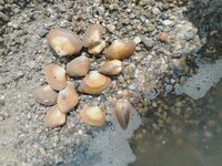 海の砂利浜で取れた貝なのですが あさり かなと思ったのですが Yahoo 知恵袋