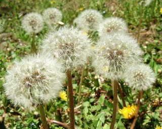 たんぽぽの綿毛 種 を植えたら 何日くらいで芽が出ますか 育て方を教えてく Yahoo 知恵袋