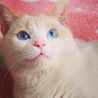 白くて青い目の猫は 珍しいですか うちの猫は野良猫だったのですが 目が青く Yahoo 知恵袋