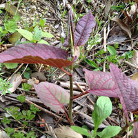 この植物の名前を教えてください イタドリ 虎杖 です 食用 Yahoo 知恵袋