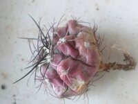 サボテンがピンク色に変色 サボテン本体が緑からピンク色に変色 Yahoo 知恵袋
