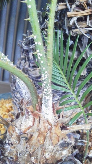 玄関先 屋根の下 に置いているソテツの茎に白い斑点が出ています Yahoo 知恵袋