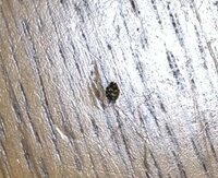 家になぞの虫が沢山発生して困っています。

1センチにもみたない小さな虫です。
黒くて背中に白い斑点模様というか三角のギザギザ模様のようなものがあります。 この虫を最近1日何匹も見掛けます。
掃除機をかけても、気づくと何匹もいて困っています。

写真も撮ってみたのですが、小さくてうまく見えないかもしれません。

この虫の正体は何でしょうか？
また、対策法・駆除方法を教えても...