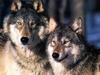 写真の右のオオカミは オスでしょうか メスでしょうか また わか Yahoo 知恵袋