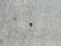 家の外のコンクリート部分に緑色の小さな虫が大量発生しました Yahoo 知恵袋