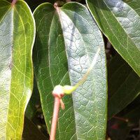 クレマチスアーマンディについて 家のフェンスにクレマチスアーマンディを這わせ Yahoo 知恵袋