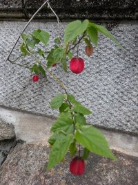 海ほうずきについてお尋ねします植物ですか 海草ですか 海ほうずきで遊べると Yahoo 知恵袋