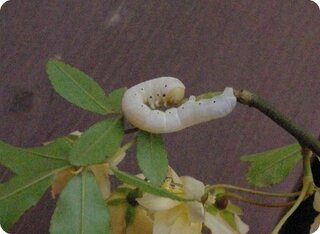 この虫は何ですか 白い芋虫はカイコ以外では初めて見ました モッコ Yahoo 知恵袋