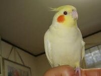 おかめインコより綺麗で可愛い鳥はいますか 超かわいい ほっ Yahoo 知恵袋