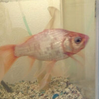 金魚がうっすら赤いのですが病気でしょうか 赤いのは顔や尾びれです Yahoo 知恵袋