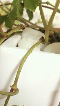 シュガーバインの茎に粒々の突起……虫(カイガラムシ)でしょうか?

不明な突起のプツプツが、虫のようで
思わず洗って爪で取ってたんですが、


 一部 根元に近い辺りの茎にたくさんあります。


長いツルの新芽の辺りには、プツプツの突起はないです。


初めて見つけて、
最近は よくいろんな虫を見かけるので
気持ち悪く思えてきて…

いったい何でしょうか?

詳しい方、教えて下さい。

虫じ...