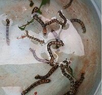 ボケの木の毛虫はどんな蛾になりますか ボケや梅の木に毛虫が発生しました Yahoo 知恵袋