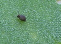 小松菜が芽が出て間が無いのに虫に穴だらけにされました 写真の虫の Yahoo 知恵袋