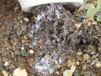 コナカイガラムシ 白紋羽病 マンネングサの葉が鉢から溢れてきたので Yahoo 知恵袋