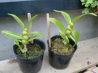 貰ったデンドロビウムが 変な所から根 新芽が出てきました これは この節 Yahoo 知恵袋