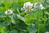 この草の名前を教えて下さい 花の冠は この草で作りますか シロツ Yahoo 知恵袋
