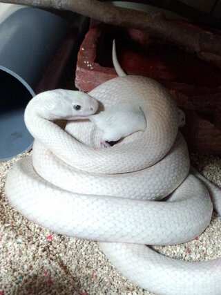 白蛇の種類について 蛇には色々な種類がありますが こちらは何 Yahoo 知恵袋