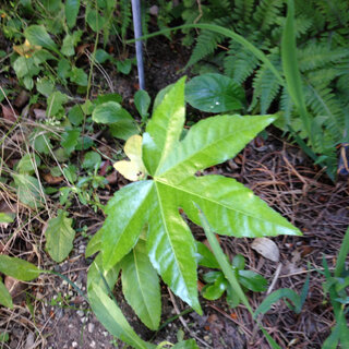 この植物の名前を教えてください 画像中央の5枚葉の植物です 庭に Yahoo 知恵袋