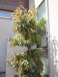 ベンジャンミンがベタベタ 家の中でベンジャミンを育てているんですが 約1 Yahoo 知恵袋