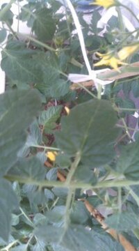 脇芽と間違って 芯 トップ を切ったプチトマト 残りの脇芽はもうない こ Yahoo 知恵袋