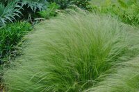 公園に生えておりました この草の名前を教えてください 髪の毛のように細い葉 Yahoo 知恵袋