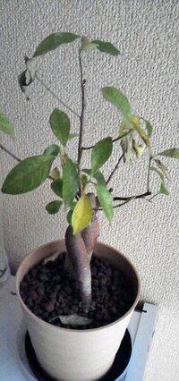 ガジュマルの植木鉢に白い小さな虫が沢山発生しました 園芸やさんで水で洗 Yahoo 知恵袋