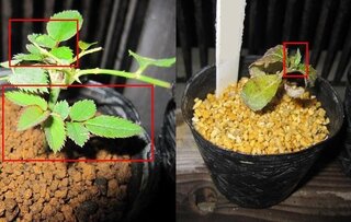 ミニバラとヤマアジサイを挿し木したら目が出て来ました 赤玉土と鹿沼土とおの Yahoo 知恵袋