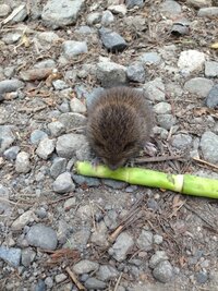 トウキョウトガリネズミの一日の食事量は どのくらいですか 大 Yahoo 知恵袋