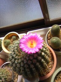 サボテンの花 ピンクの花の名前を教えてください Yahoo 知恵袋