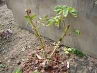 バラの挿し木がうまくいきません うまくいくバラの種類 ミニバラより大 Yahoo 知恵袋