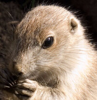 ムチャクチャかっこいいマイナーな動物の名前を教えてください できるだけ Yahoo 知恵袋