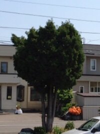 松ヤニの事で困っています 車が松ヤニでべったりとなっていて 考えられるのが Yahoo 知恵袋